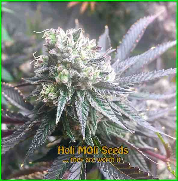 black hulk cannabis strain photo