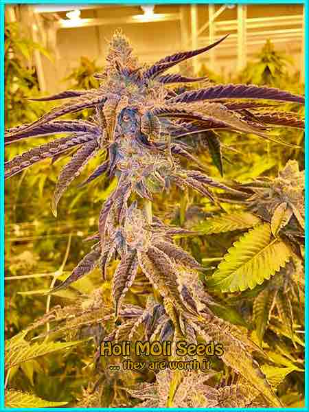 black princess cannabis strain photo