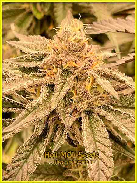 black water purple og cheese cannabis strain photo