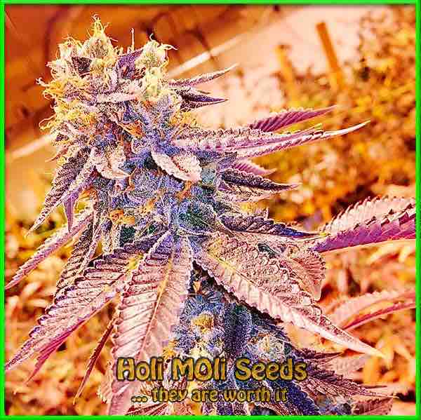 photo of Blackberry Kush autoflower marijuana bud