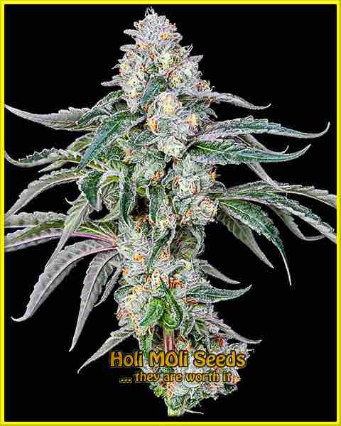 Blackberry Moonrocks cannabis strain photo