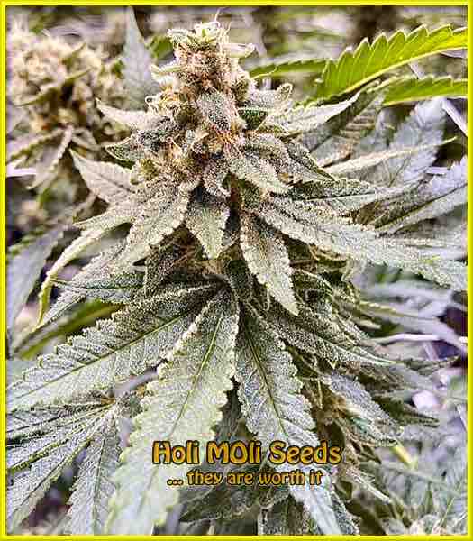 Blood Diamond OG cannabis strain photo