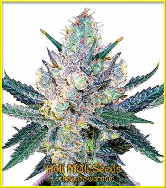 photo of blue-cheese autoflowering cannabis bud