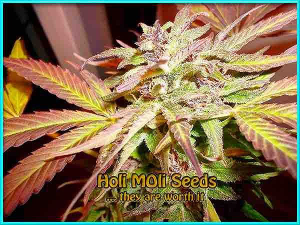 photo of blue-dream feminized cannabis bud