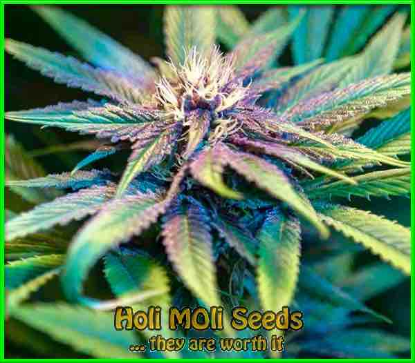 Blue Grape Fuel cannabis strain photo