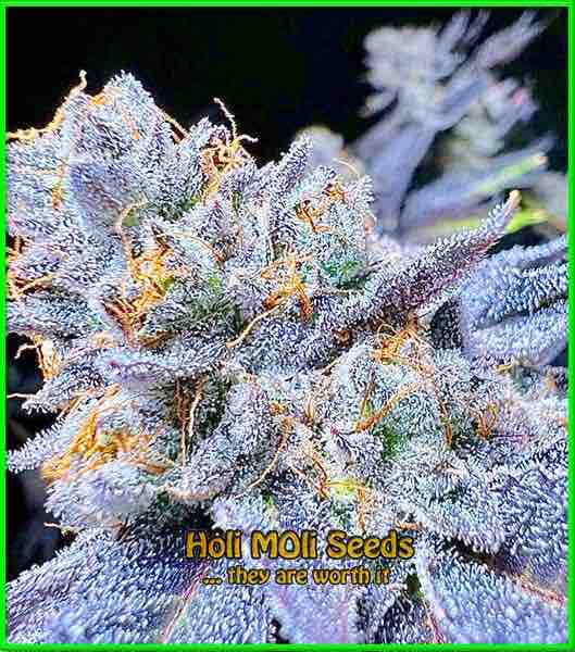 photo of blue-haze feminized cannabis bud