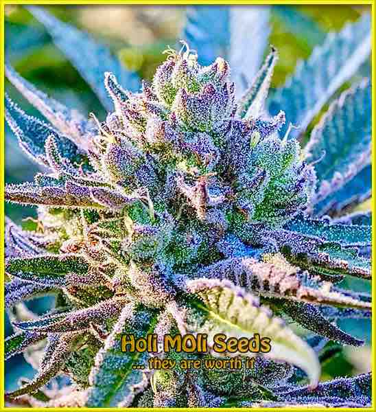 Blue Head Band cannabis strain photo