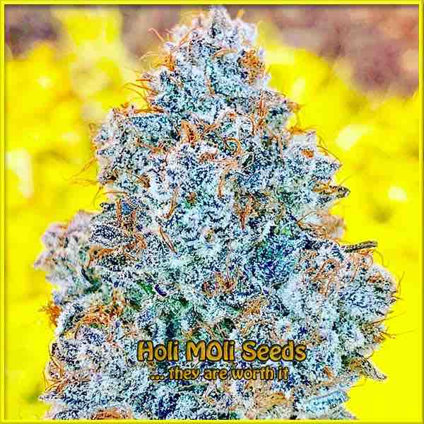 Blue Moonrocks cannabis strain photo