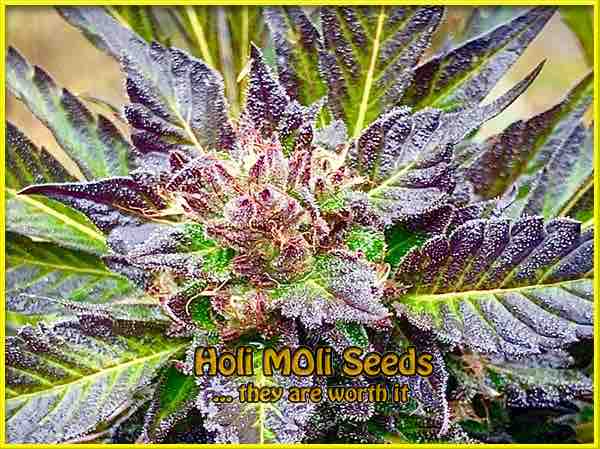 Blue OG cannabis strain photo