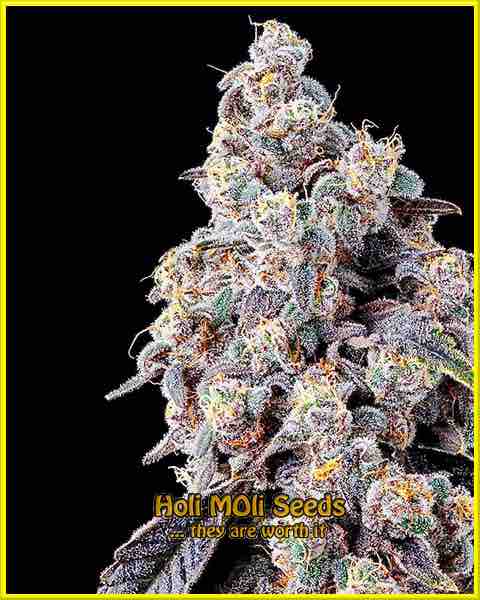 Blueberry Badazz OG cannabis strain photo