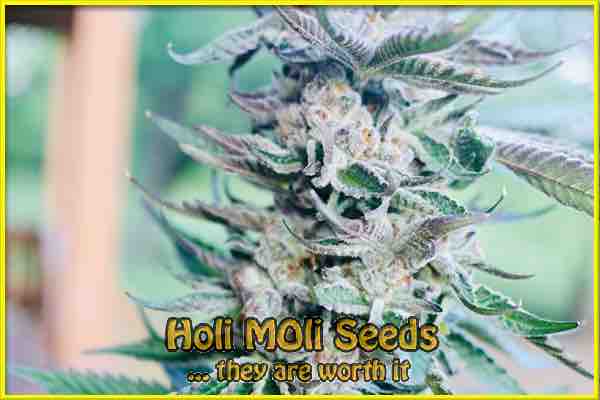 Blueberry Gum cannabis strain photo