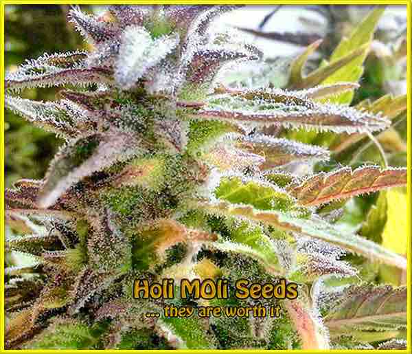 photo of blueberry feminized cannabis bud