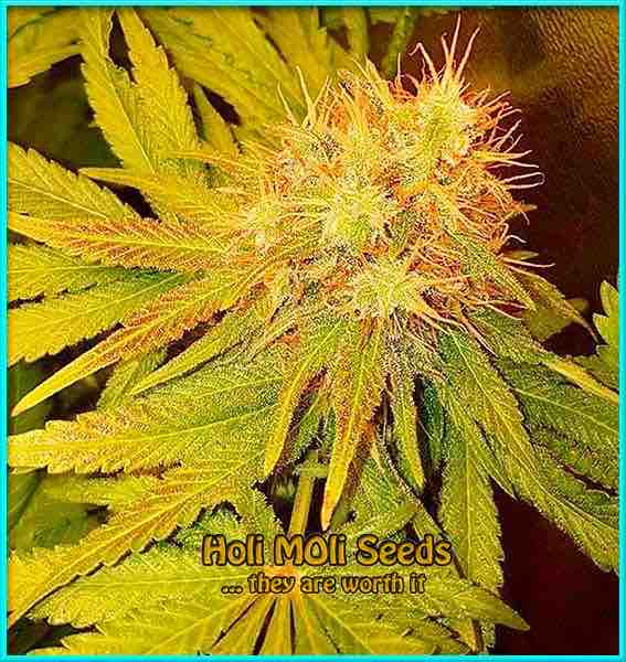 photo of bruce-banner feminized cannabis bud