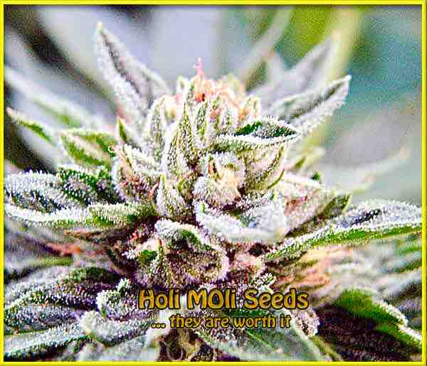 photo of bubba-kush feminized cannabis bud