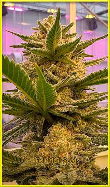 photo of bubbas-gift feminized cannabis bud