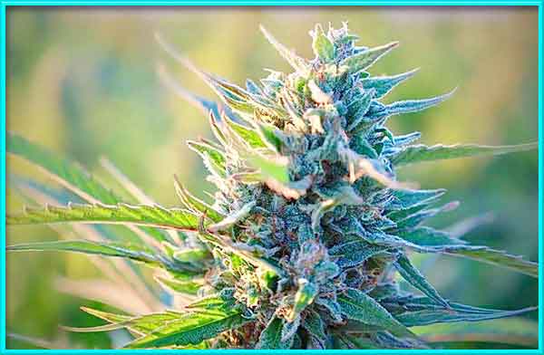 photo of bubblegum-haze feminized cannabis bud