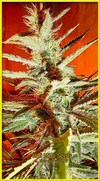 photo of bubblegum feminized cannabis bud