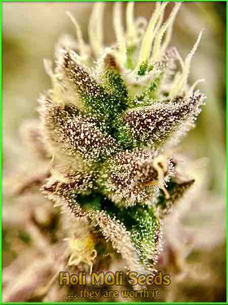 budmint cannabis strain photo