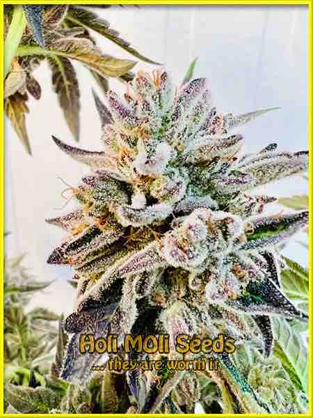 cake batter cannabis strain photo