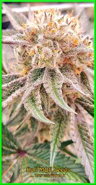 California Dream cannabis strain photo