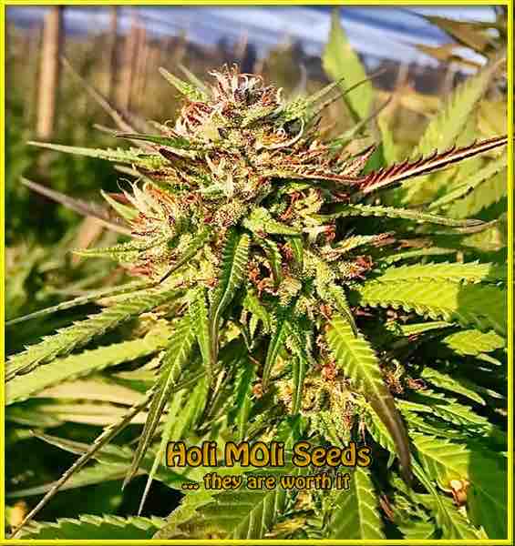 California Hash Plant cannabis strain photo