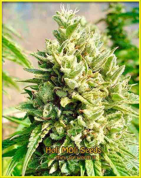 Candy Kush cannabis strain photo