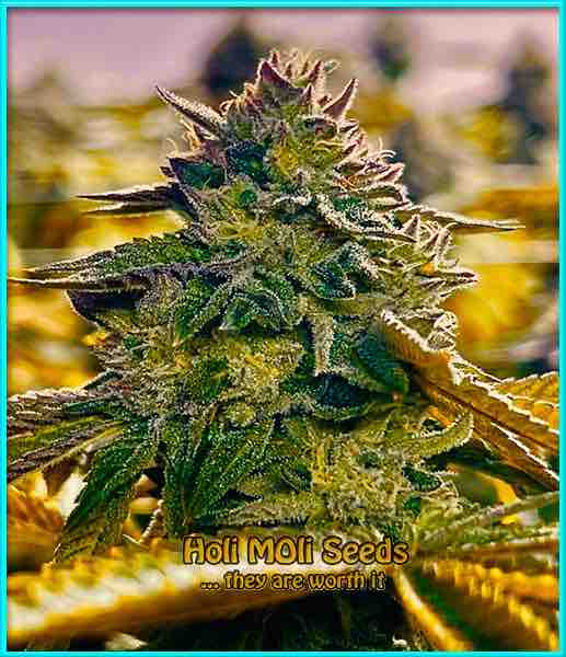 Candyland cannabis strain photo