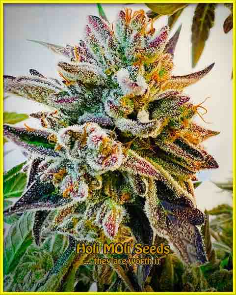 Candyland Peyote cannabis strain photo