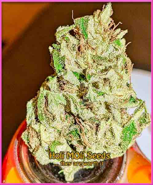 Cannatonic cannabis strain photo