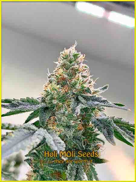 photo of Cement Shoes feminized cannabis bud