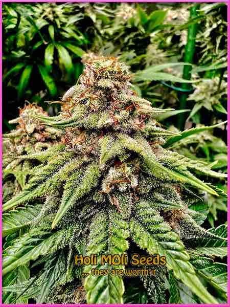 photo of charlottes-web feminized cannabis bud