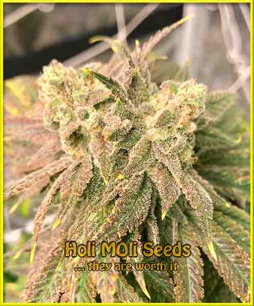 photo of cheese autoflowering cannabis bud