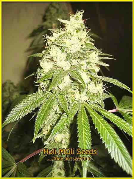 photo of chemdawg-4 feminized cannabis bud