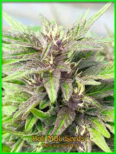 photo of Cherry AK-47 feminized cannabis bud