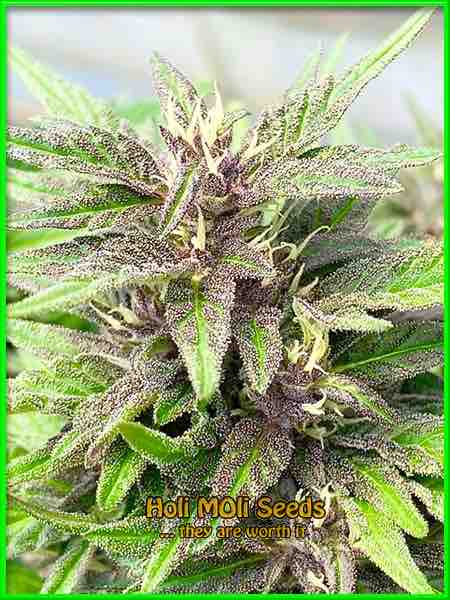 Cherry AK cannabis strain photo