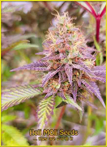 Cherry Bubbleum cannabis strain photo