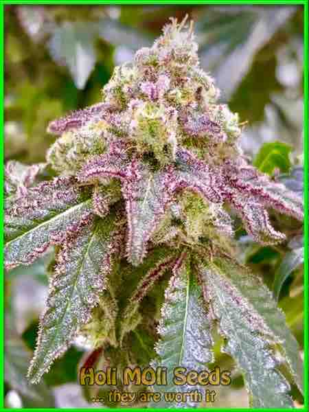 photo of cherry punch feminized cannabis bud