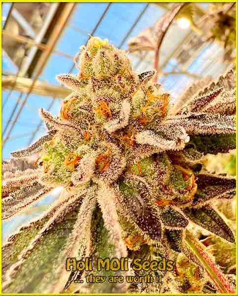 Cherry Zookies x Do-Si-Dos cannabis strain photo