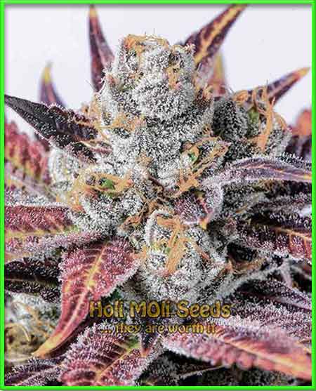 photo of amber feminized cannabis bud