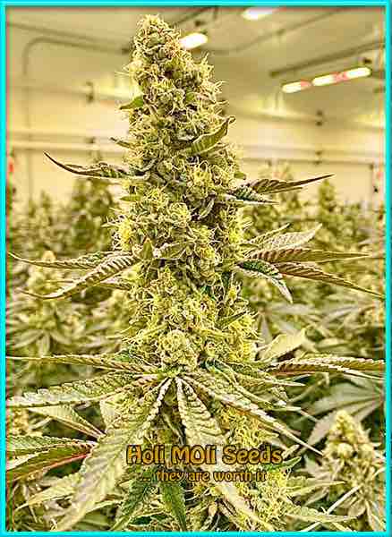 photo of chocolate-fondue feminized cannabis bud