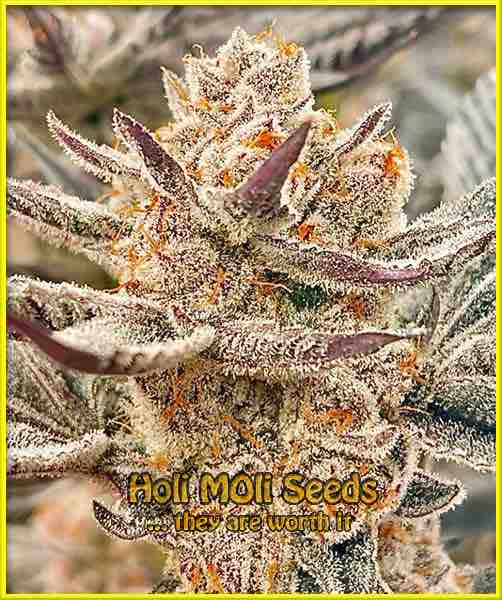 photo of chocolate-mint-og feminized cannabis bud