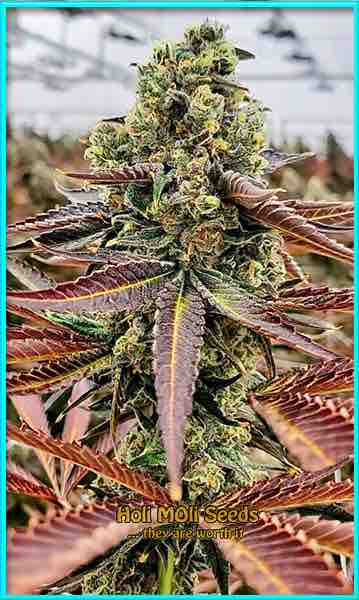 photo of Chocolate Thai feminized cannabis bud