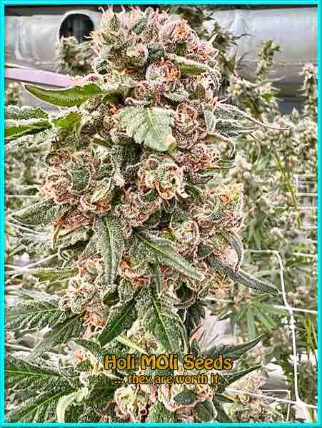 photo of Chocolope feminized cannabis bud