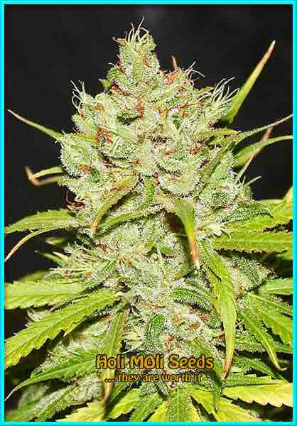 photo of Cinderella 99 feminized cannabis bud