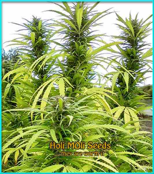 photo of Colombian Gold feminized cannabis bud