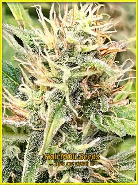 photo of critical-kush feminized cannabis bud