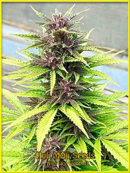 Critical Purple Kush cannabis strain photo