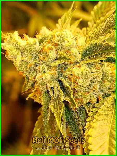photo of AK Blue Widow autoflower marijuana bud