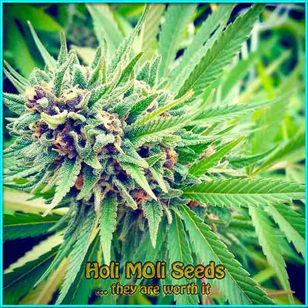 photo of AK White Widow autoflower marijuana bud