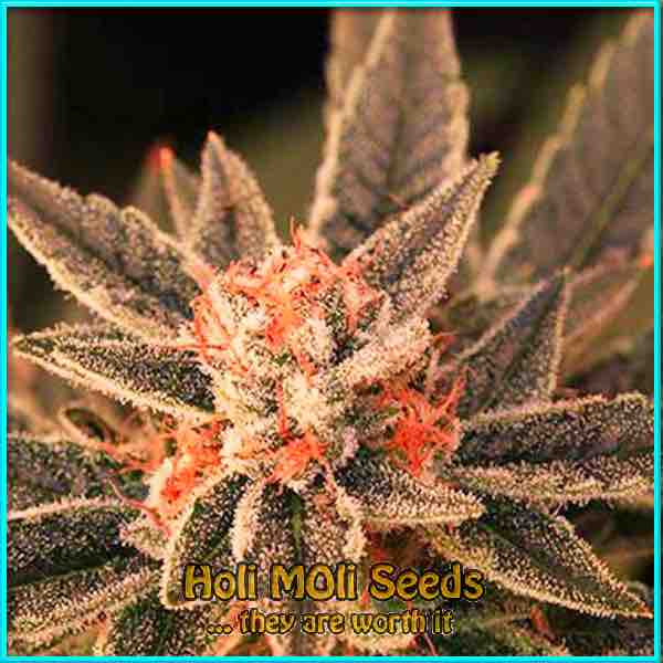 photo of Bruce Banner autoflower marijuana bud